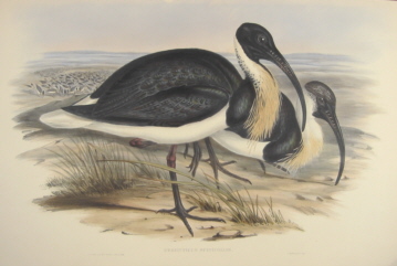 John Gould Birds of Australia